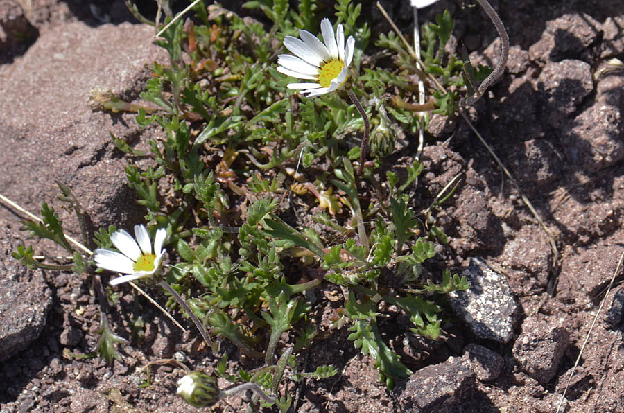 Leucanthemopsis alpina / Margherita alpina